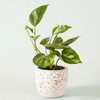 Epipremnum aureum Medium