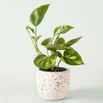 Epipremnum aureum Medium