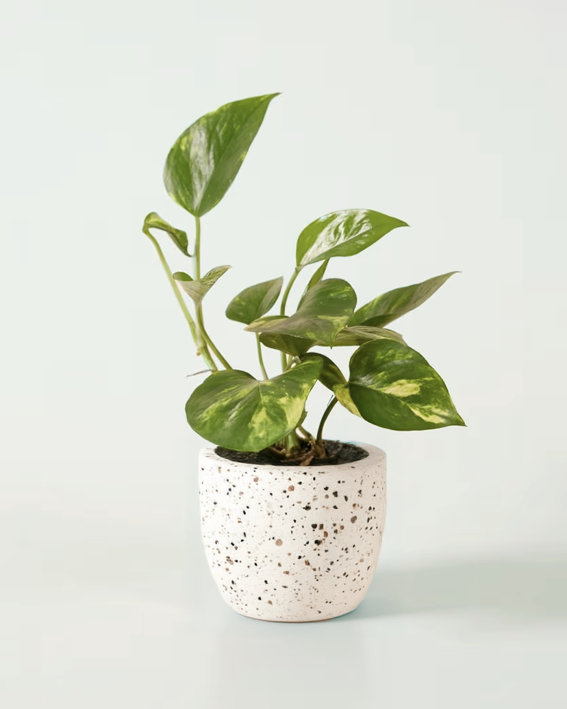 Epipremnum aureum Mittel