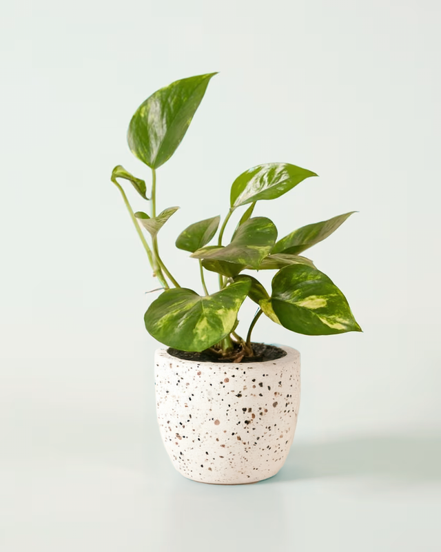 Epipremnum aureum Medium