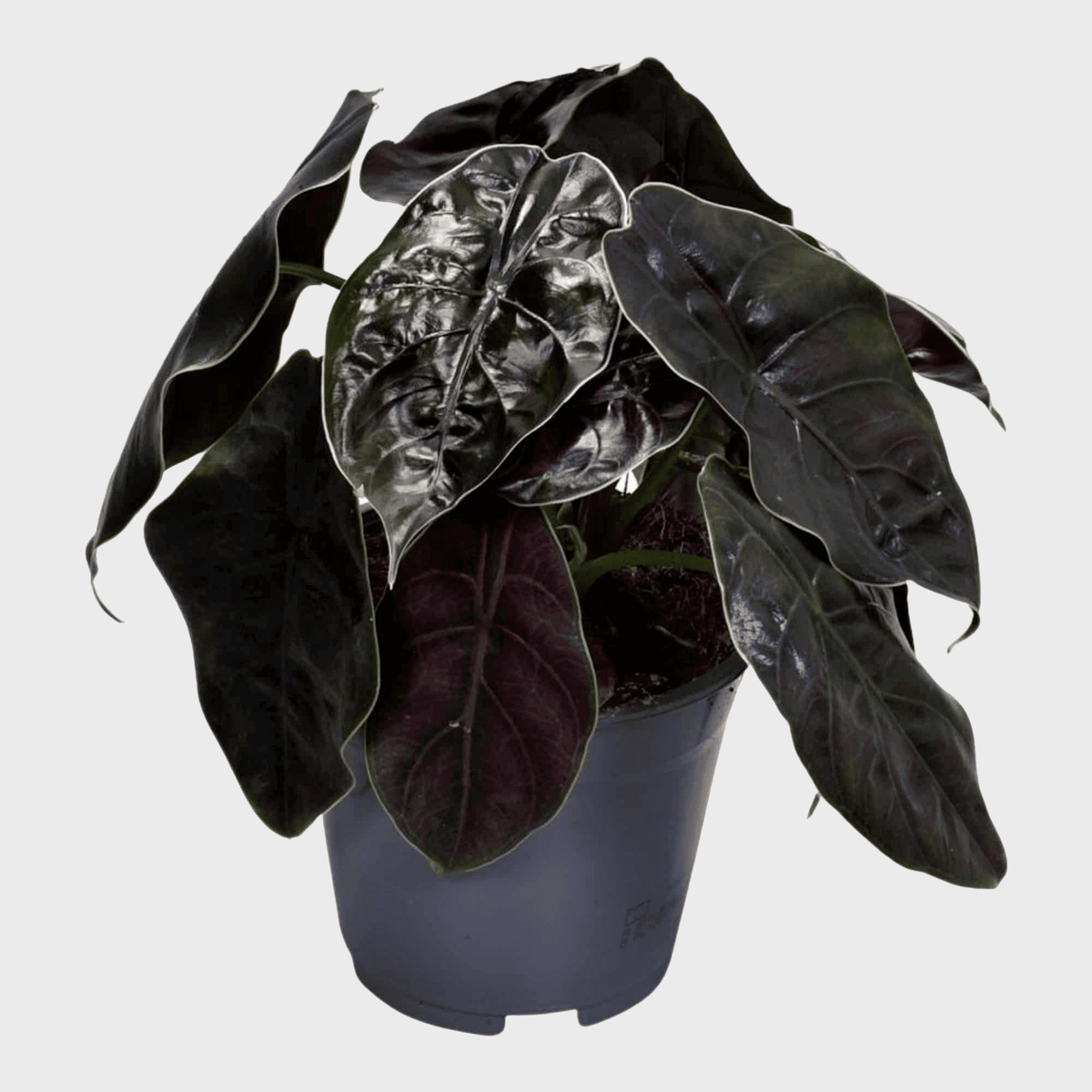 Spooky Bundle -  Plant Circle.