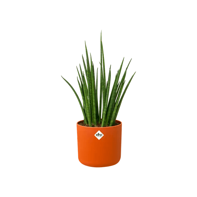 b.for soft round Planter rose 7