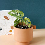 Monstera Adansonii Variegata Baby