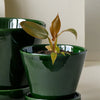 Philodendron Florida Bronze Baby