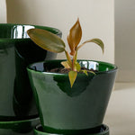 Philodendron Florida Bronze Baby