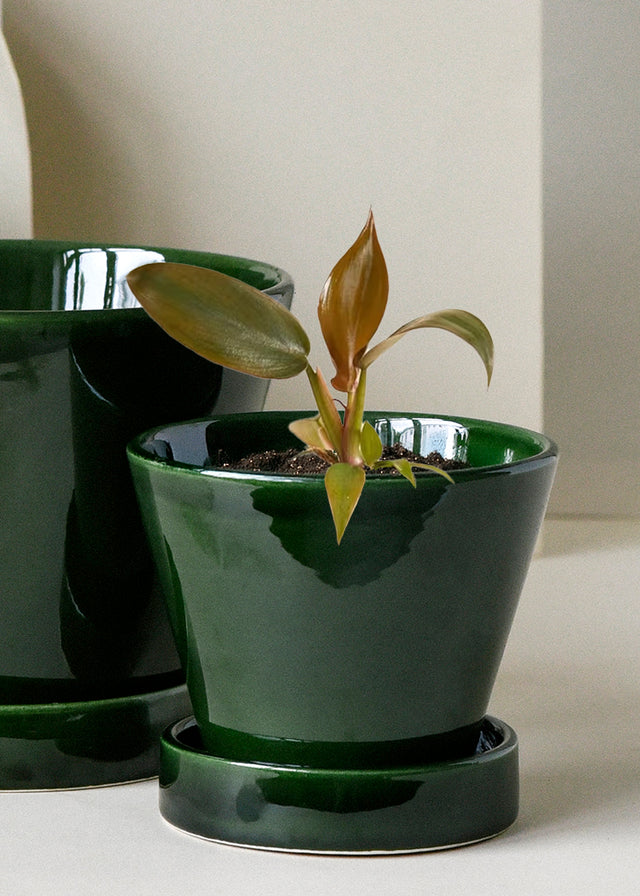 Philodendron Florida Bronze Baby -  Plant Circle.