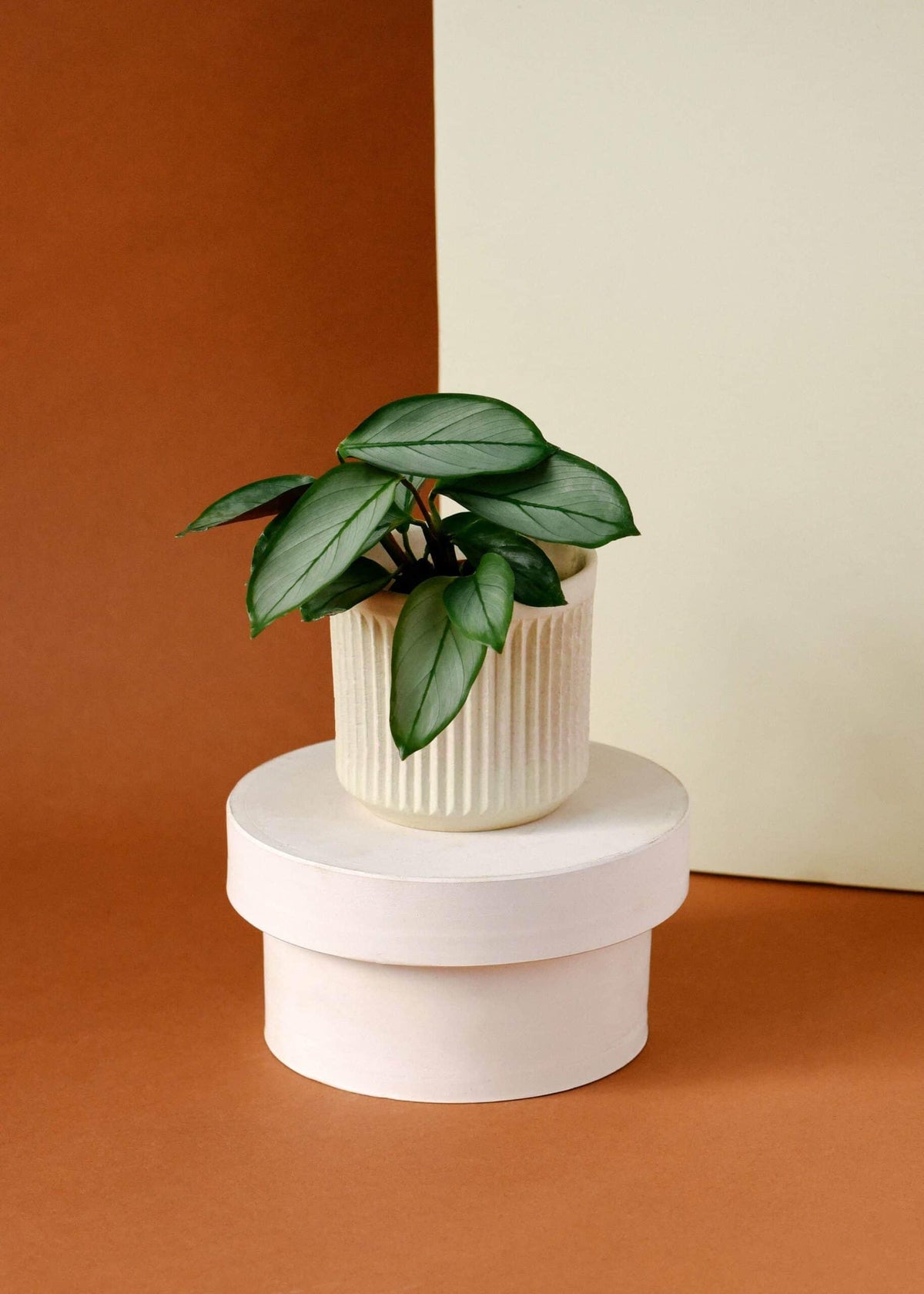 Ctenanthe setosa 'Grey Star' – Medium, Approx. 25.0cm height – 12.0cm Pot Default Title 1