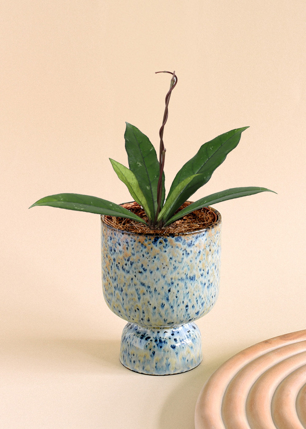 Hoya Crassipetiolata by Plant Circle Baby -  6cm pot -  10cm height -  Plant Circle.