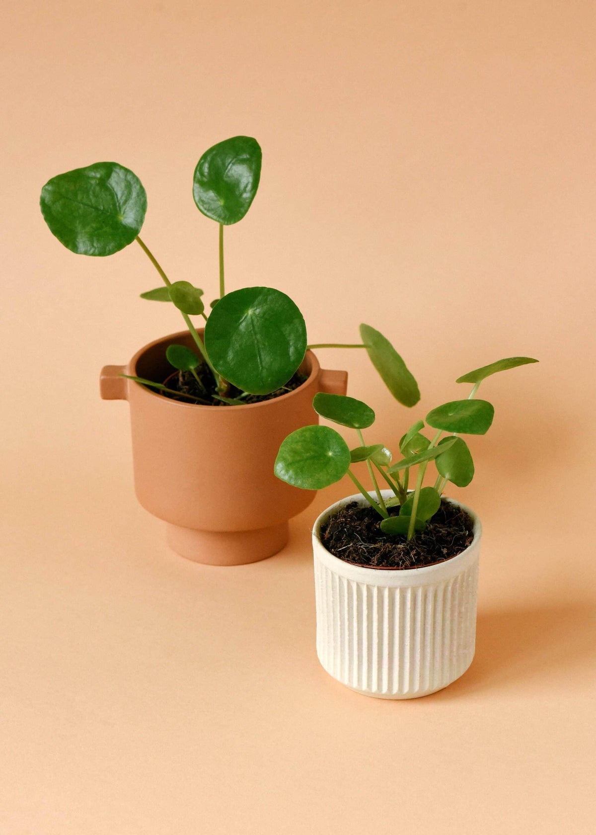 Pilea Peperomioides Baby 2
