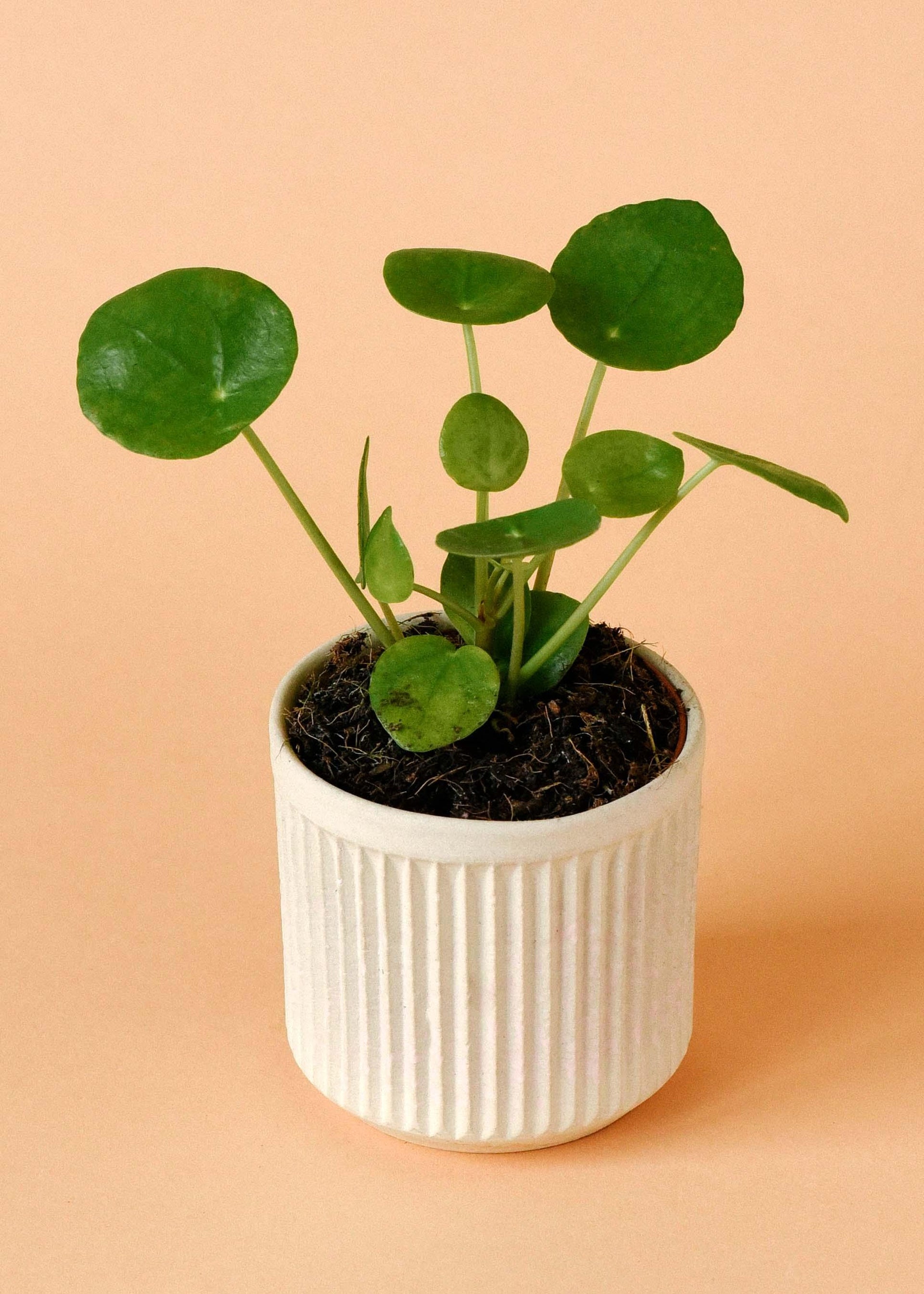 chinese money plant black spots Pilea Peperomioides Baby by Plant Circle