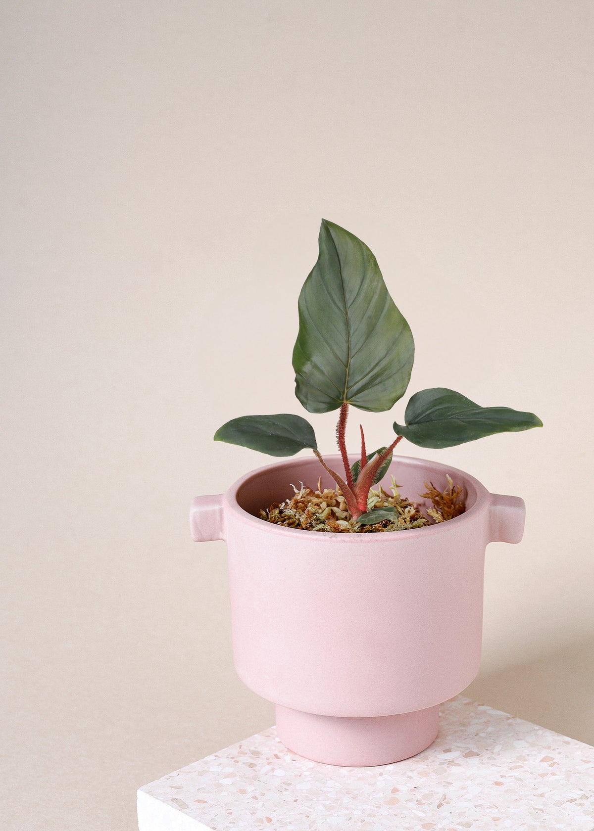 philodendron serpens care Philodendron Squamiferum x Serpens Baby