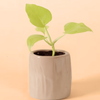 Healthy baby Philodendron warszewiczii 'Flavum' (aka 'Aurea')  plant in a beige pot on a beige background