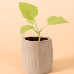 Healthy baby Philodendron warszewiczii 'Flavum' (aka 'Aurea')  plant in a beige pot on a beige background