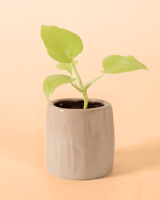 Healthy baby Philodendron warszewiczii 'Flavum' (aka 'Aurea')  plant in a beige pot on a beige background