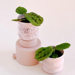 Maranta Leuconeura var. erythroneura Baby – Small, Approx. 25.0cm height – 8.5cm Pot 2