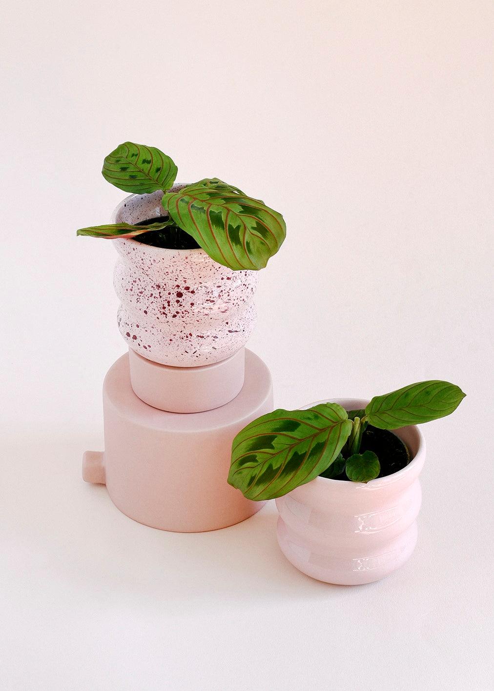 Maranta Leuconeura var. erythroneura Baby – Small, Approx. 25.0cm height – 8.5cm Pot 2