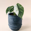 Alocasia Baginda 'Dragon Scale' Albo Variegated – Baby, Approx. 12.0cm height – 6.0cm Pot