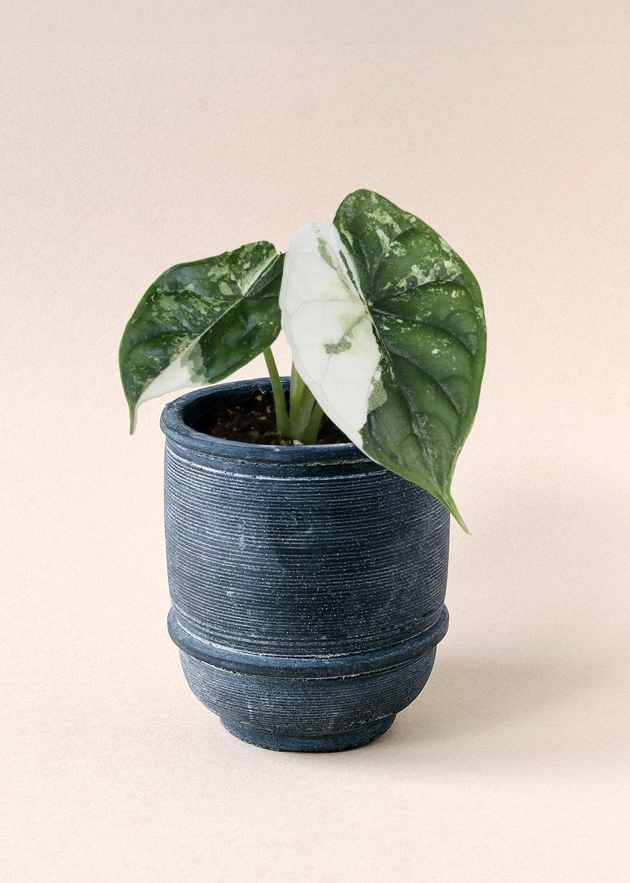Baby Alocasia ‘Dragon Scale’ Albo Variegated in blue pot with textured dark green and white marbled leaves.

