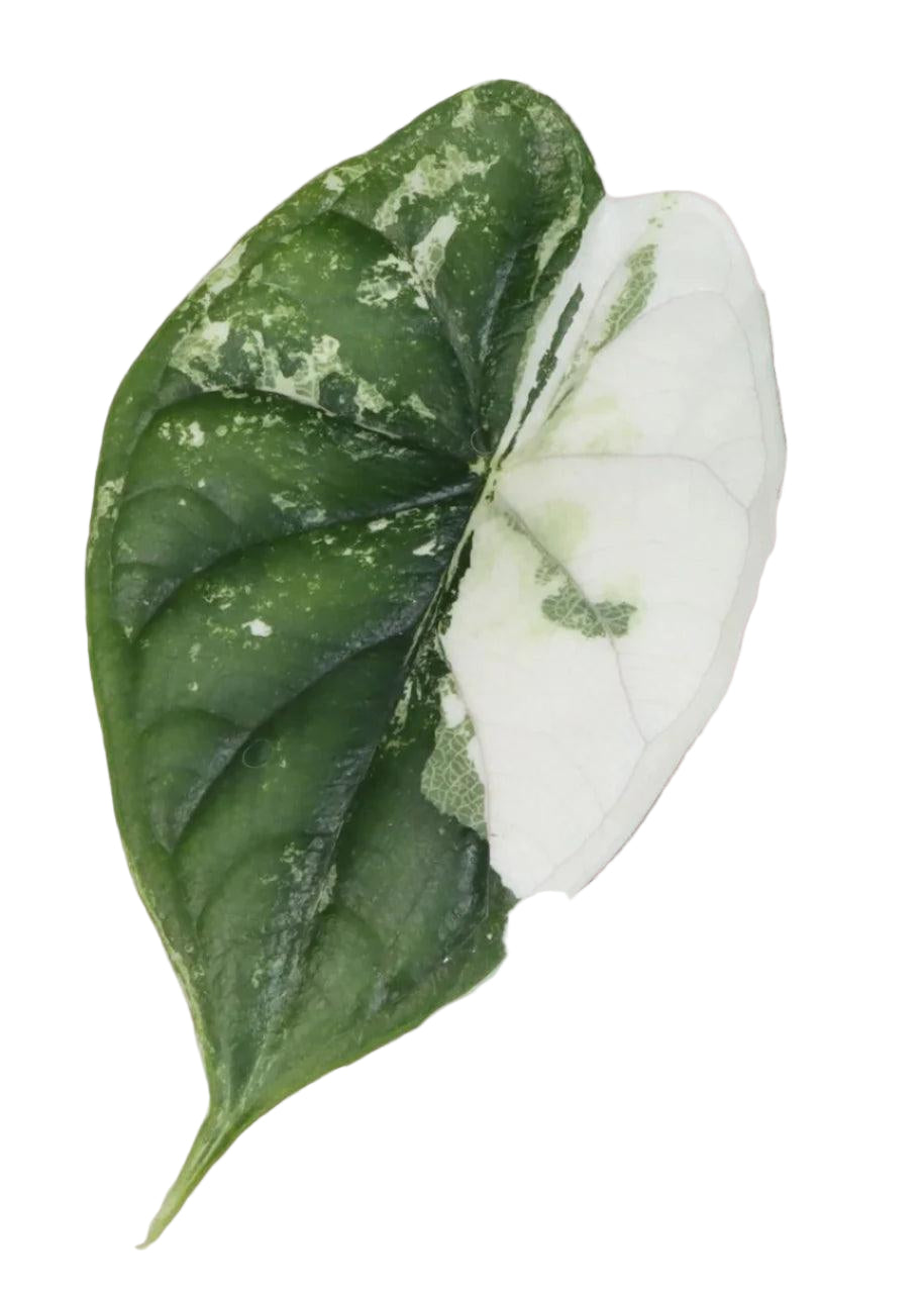 Close-up of Albo variegated Alocasia ‘Dragon Scale’ leaf with deep veining and striking white section.
