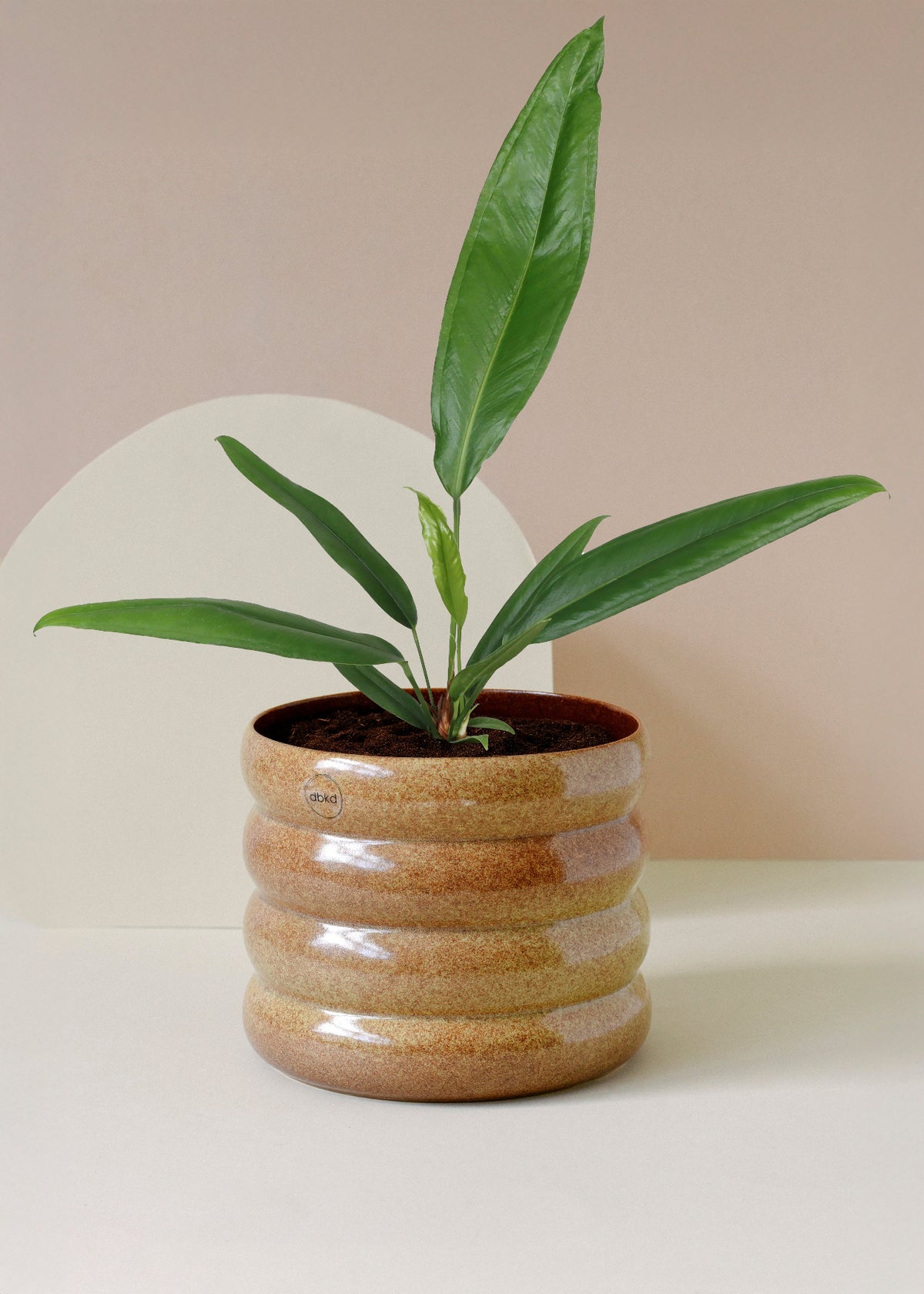 Anthurium Bakeri M -  Plant Circle.
