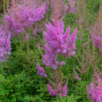 Astilbe chinensis var. pumila – Dwarf Astilbe planted in a garden