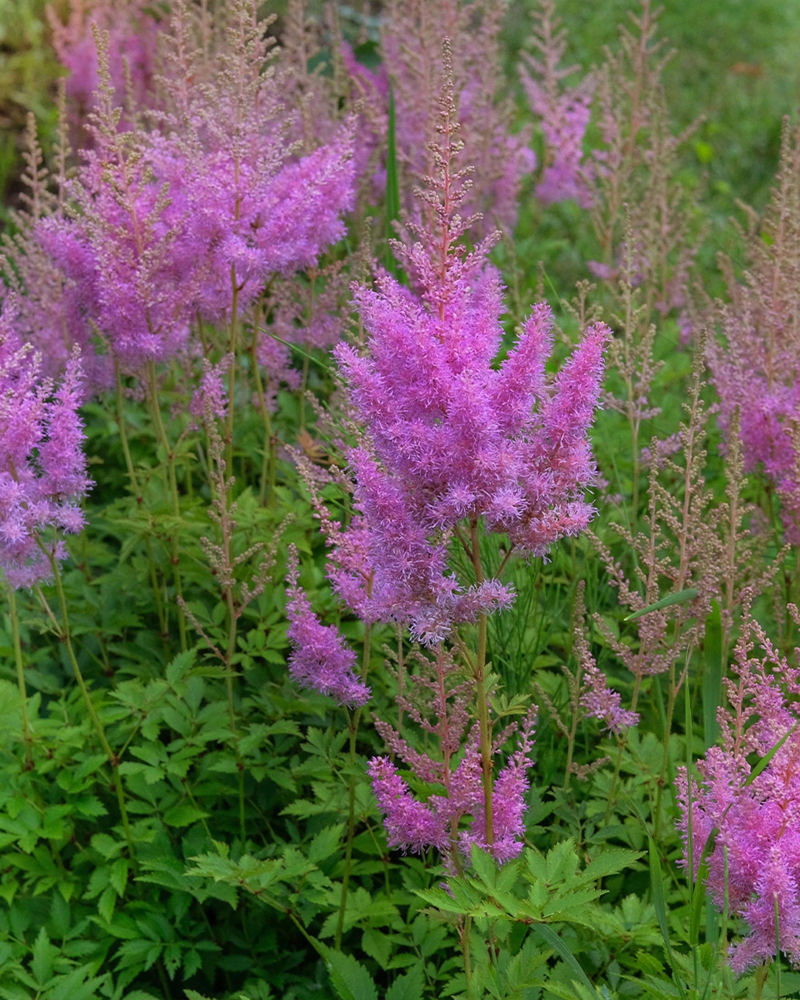 Astilbe chinensis var. pumila – Dwarf Astilbe planted in a garden
