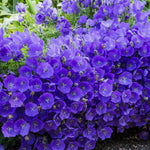 Campanula carpatica ‘Blaue Clips flowers with green leaves in the background