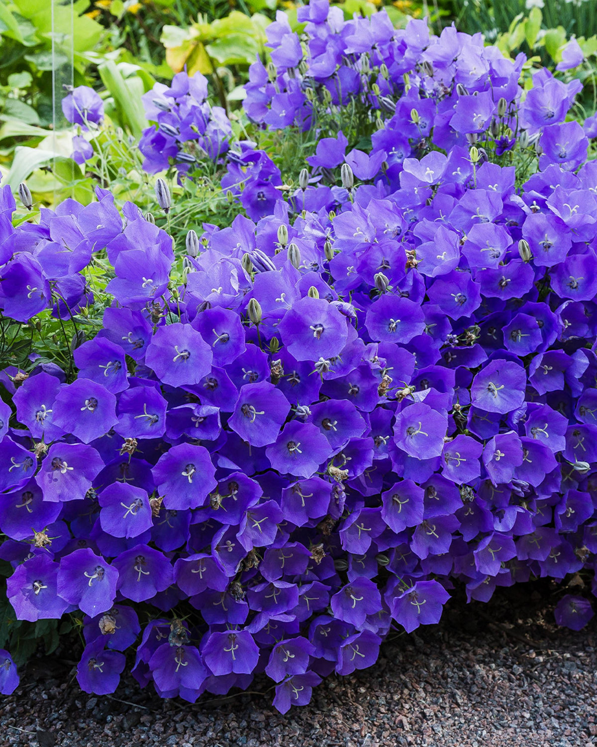 Campanula carpatica ‘Blaue Clips flowers with green leaves in the background