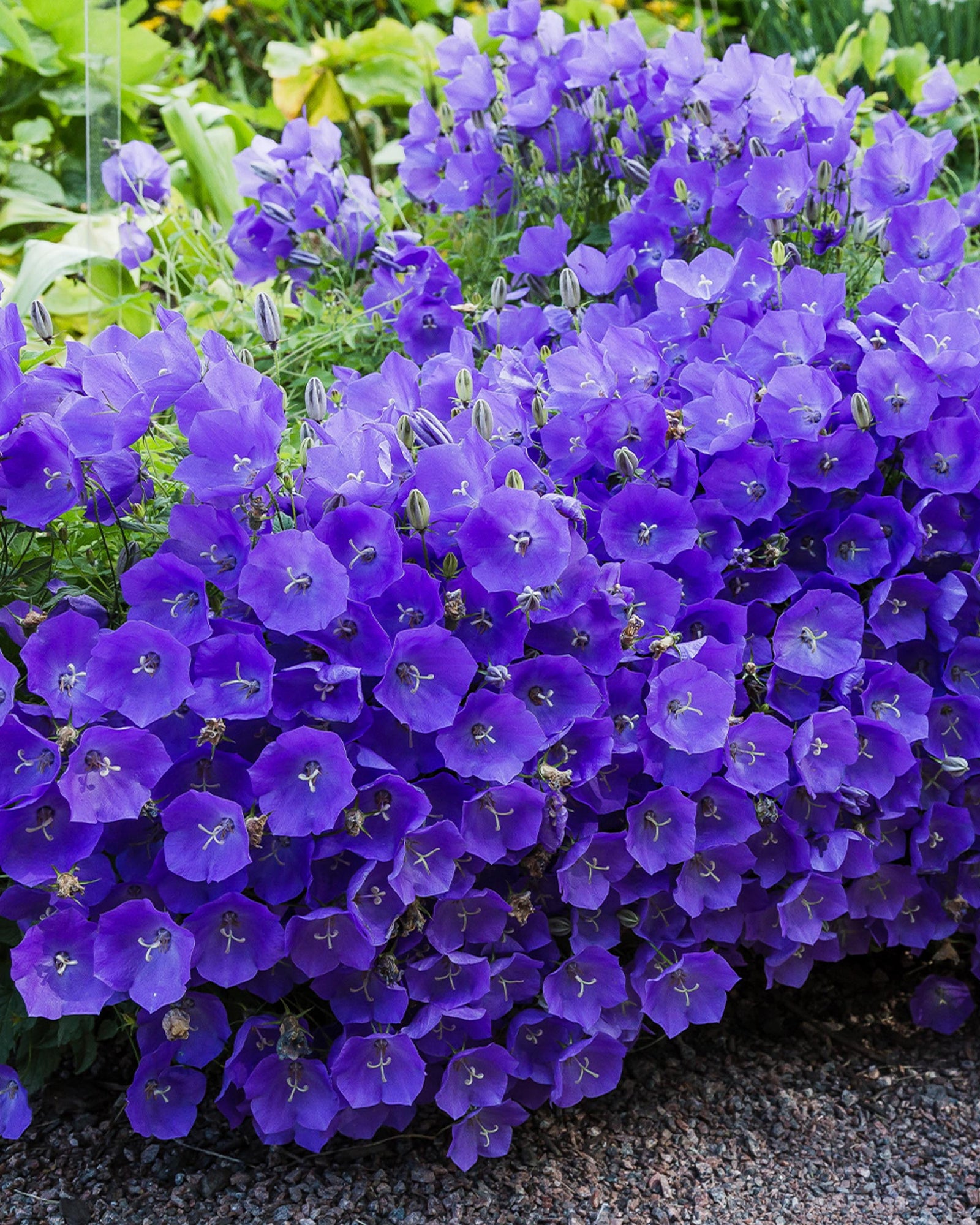 Campanula carpatica ‘Blaue Clips flowers with green leaves in the background