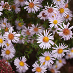 Close-up of Aster dumosus ‘Apollo’ flowers with yellow centers on a dark background