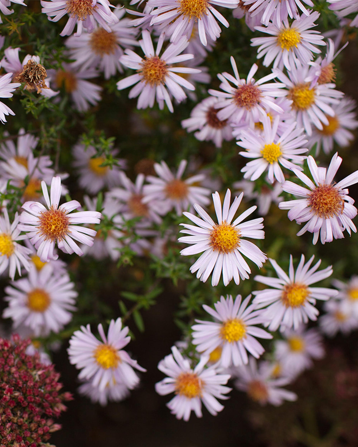 Close-up of Aster dumosus ‘Apollo’ flowers with yellow centers on a dark background