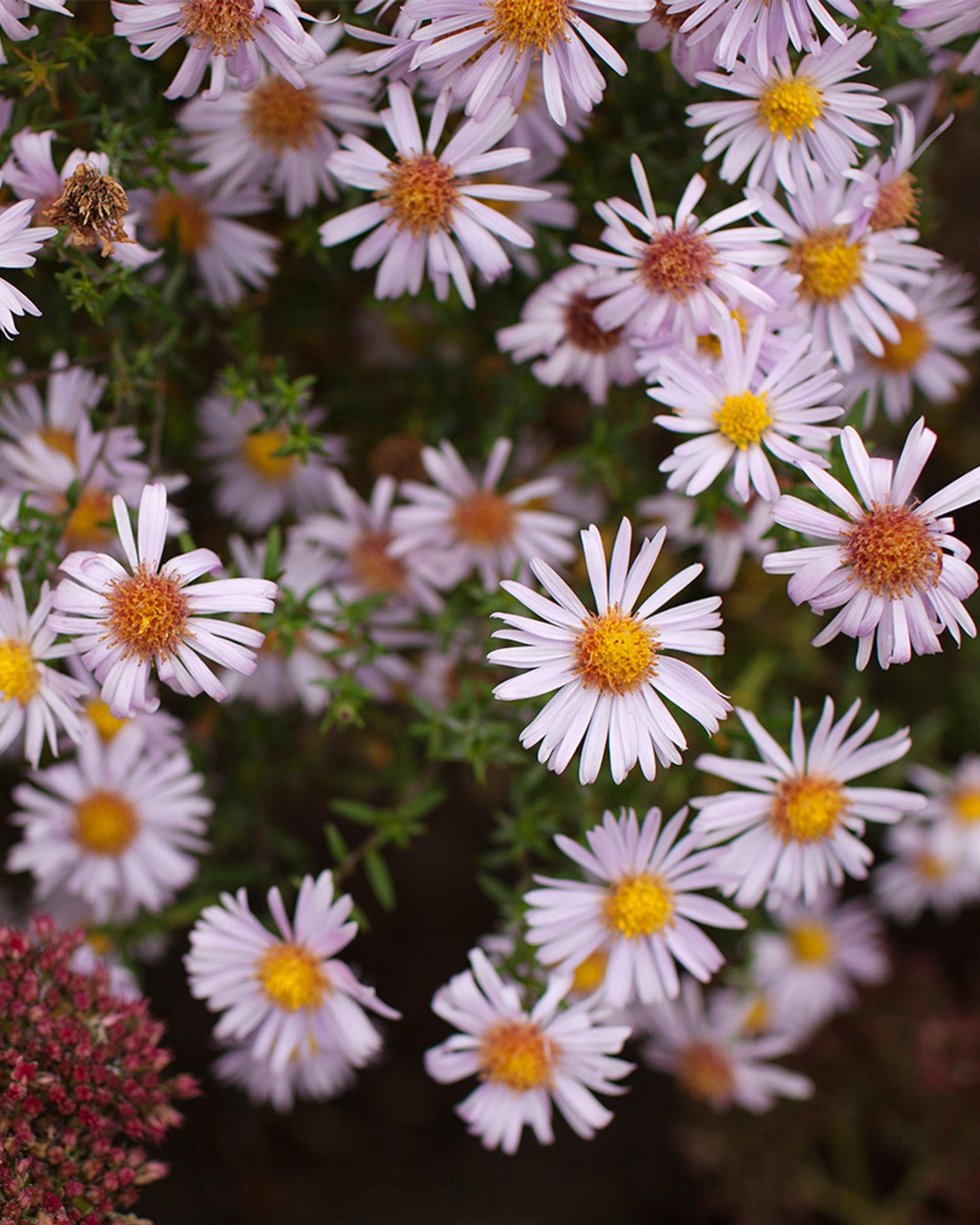 Close-up of Aster dumosus ‘Apollo’ flowers with yellow centers on a dark background