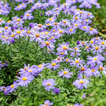 Purple Aster dumosus ‘Prof. Anton Kippenberg’ flowers with yellow centers in a garden setting