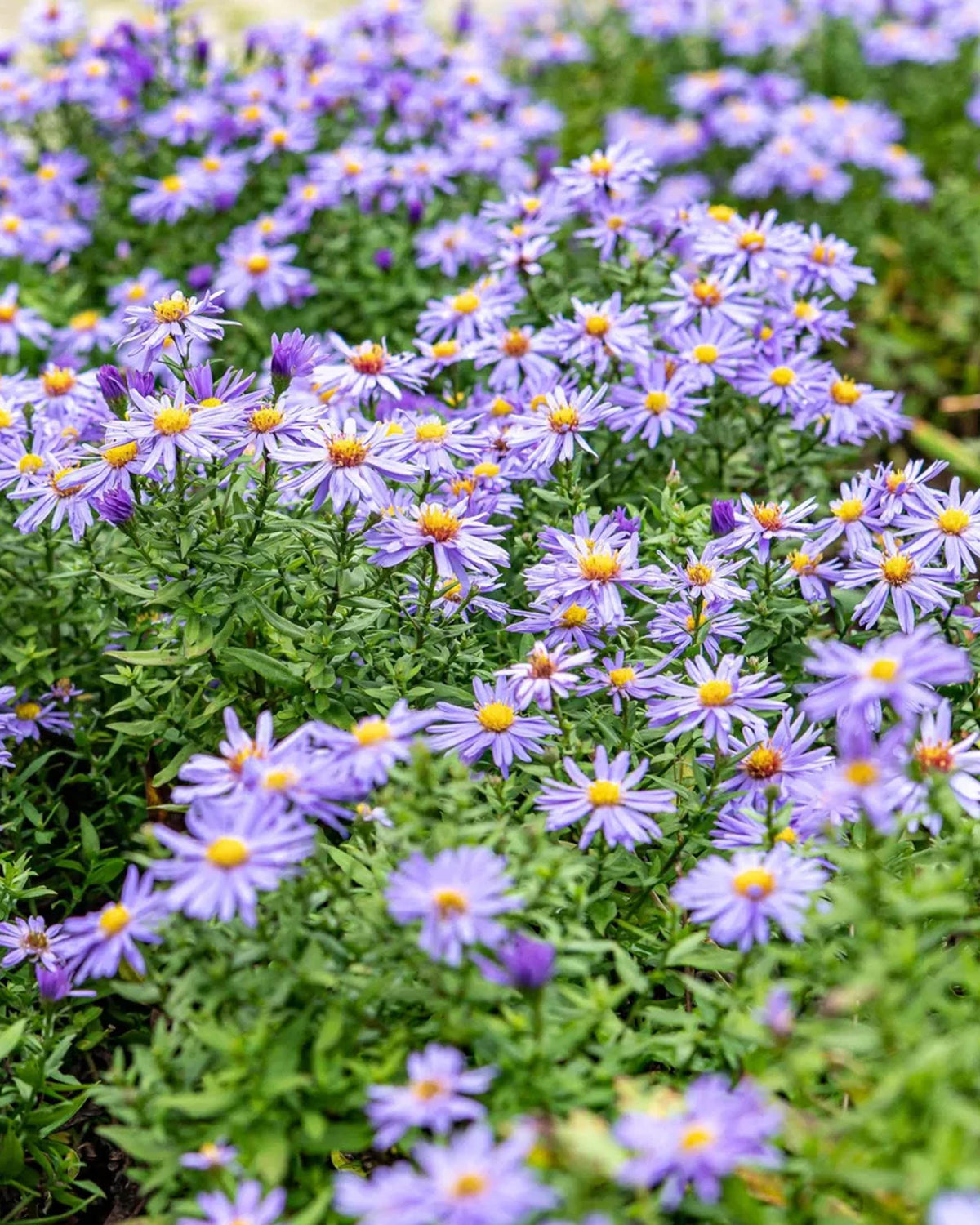 Purple Aster dumosus ‘Prof. Anton Kippenberg’ flowers with yellow centers in a garden setting