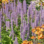 Purple Agastache ‘Blue Fortune’  flowers with orange flowers in a garden setting