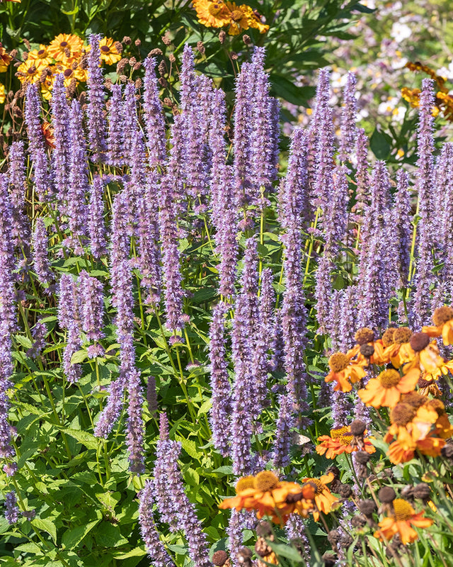 Purple Agastache ‘Blue Fortune’  flowers with orange flowers in a garden setting