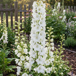 Delphinium ‘Magic Fountain Pure White’ – Delphinium blanco de balcón | Pack de 1 o 3