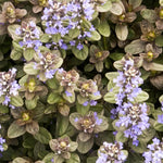 Ajuga reptans – Cubresuelos de Sombra Planta para Balcón | Perenne de Hoja Perenne Resistente | Paquete de 1 o 3