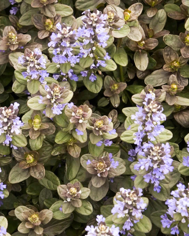 Ajuga reptans – Shade Ground Cover Balcony Plant | Hardy Evergreen Perennial | 1 or 3 Pack