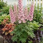 Delphinium 'Magic Fountain Pink Shades' – Delphinium Rosa para Balcón | Paquete de 1 o 3