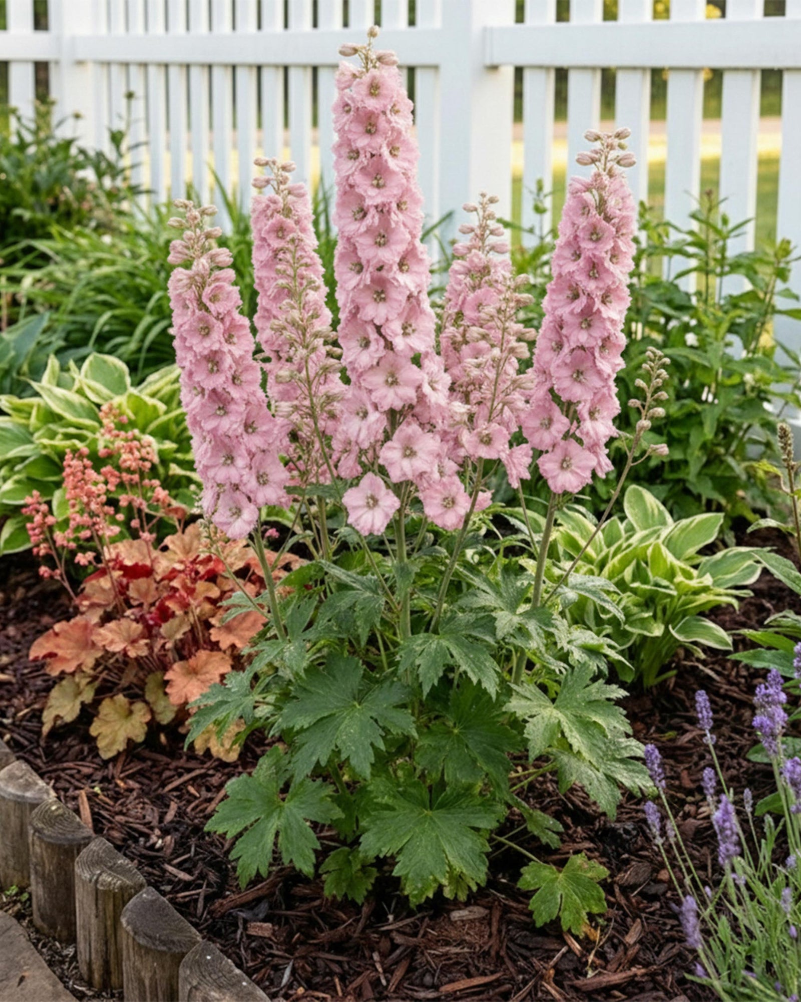 Delphinium 'Magic Fountain Pink Shades' – Delphinium Rosa para Balcón | Paquete de 1 o 3