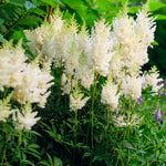 Astilbe ‘Astary White’ – Astilbe Blanca Planta de Balcón de Sombra | Paquete de 1 o 3