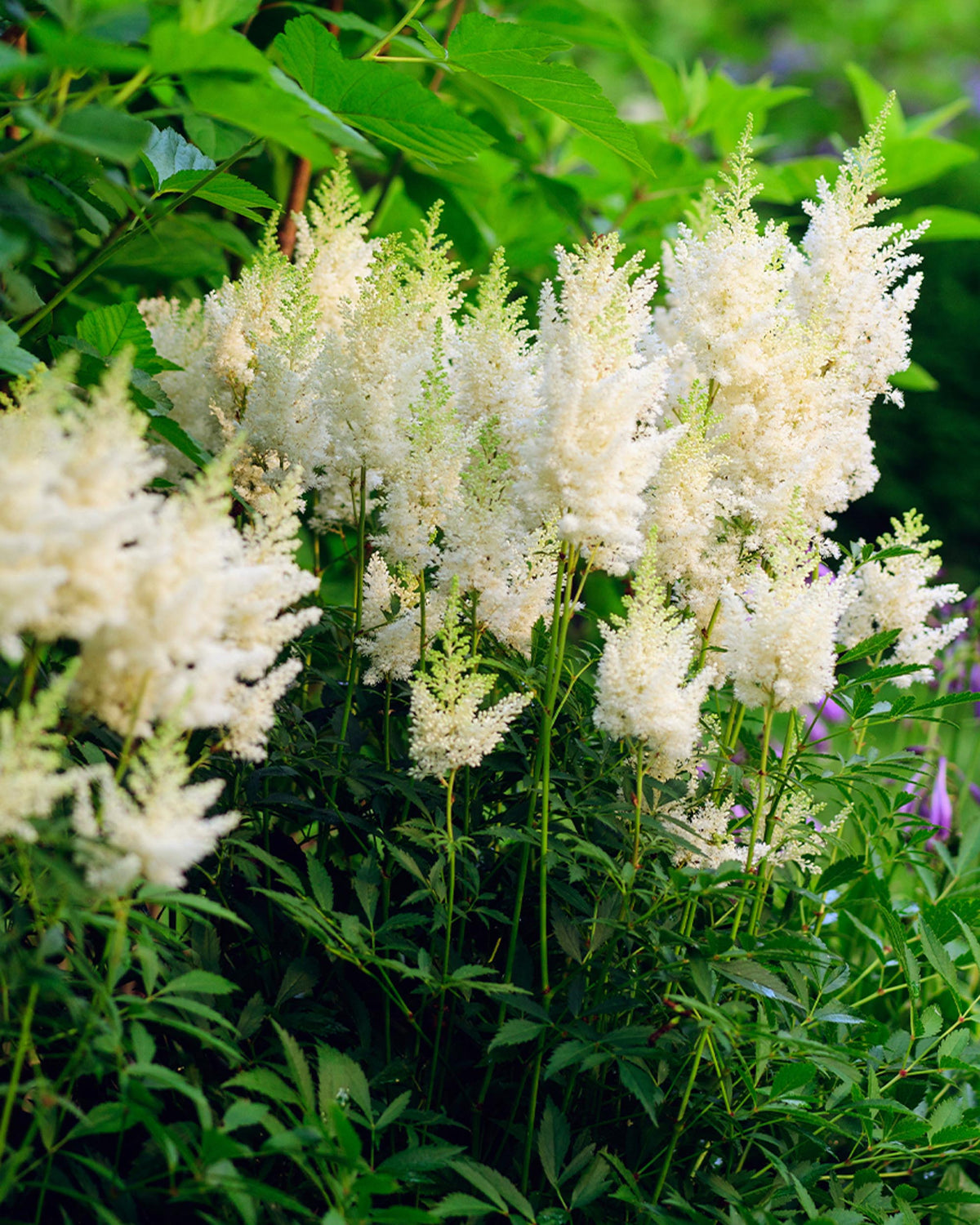 Astilbe ‘Astary White’ – White Astilbe Shade Balcony Plant | 1 or 3 Pack