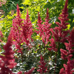 Astilbe ‘Fanal’ – Astilbe rojo planta de balcón de sombra | Paquete de 1 o 3