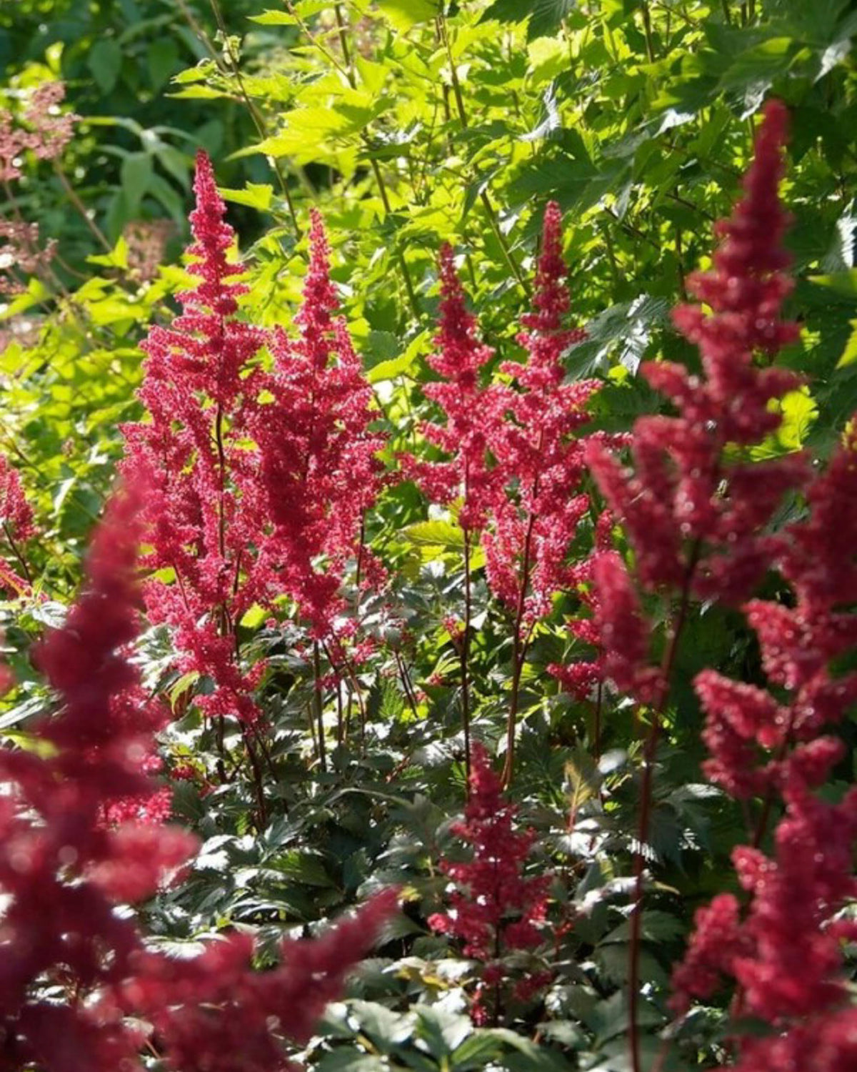 Astilbe ‘Fanal’ – Red Astilbe Shade Balcony Plant | 1 or 3 Pack