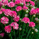 Armeria maritima ‘Abbey Deep Rose’ – Rosa Strandnelke Balkonpflanze | 1er- oder 3er-Pack