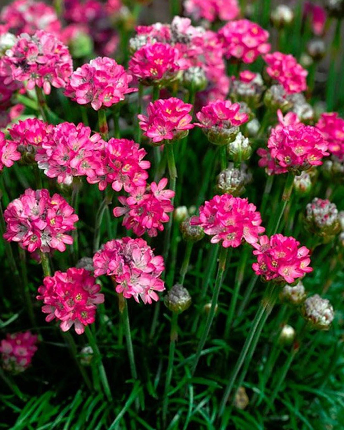 Armeria maritima ‘Abbey Deep Rose’ – Pink Sea Thrift Balcony Plant | 1 or 3 Pack