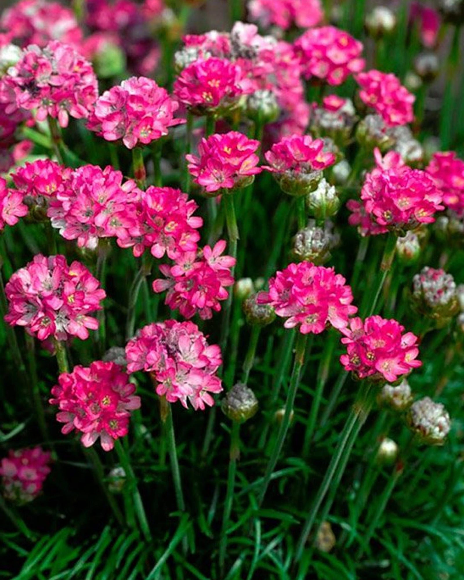 Armeria maritima ‘Abbey Deep Rose’ – Rosa Strandnelke Balkonpflanze | 1er- oder 3er-Pack