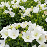 Campanula carpatica ‘Weisse Clips’ – Campanilla Blanca Planta de Balcón | Paquete de 1 o 3