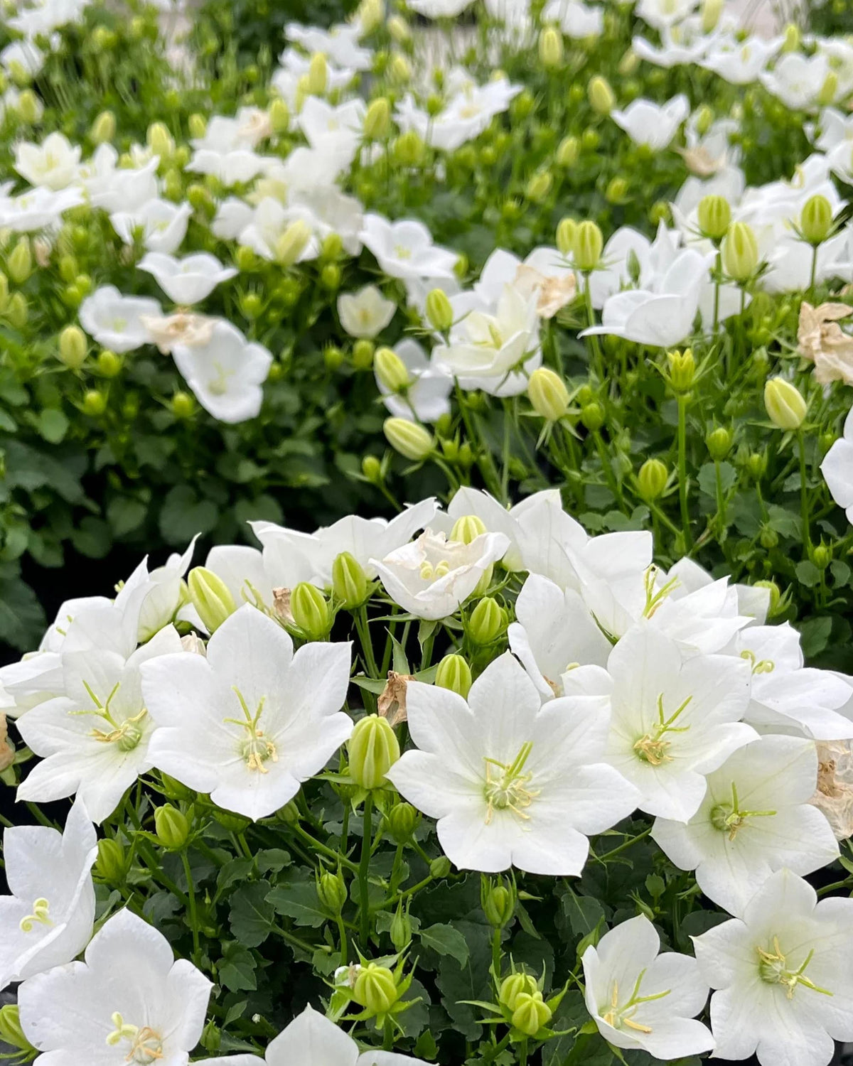 Campanula carpatica ‘Weisse Clips’ – White Bellflower Balcony Plant | 1 or 3 Pack
